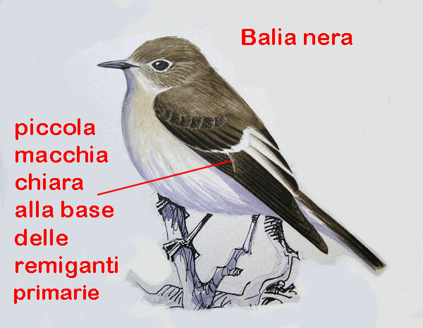 Femmina di Balia nera - Ficedula hypoleuca